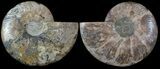 Cut & Polished Ammonite Fossil - Agatized #49907-1